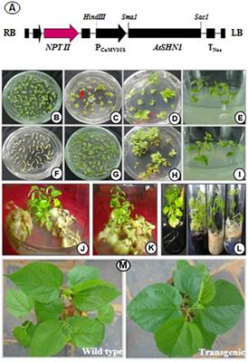 Expression of Arabidopsis SHN1 in Indian Mulberry (Morus indica L.) Increases Leaf Surface Wax Content and Reduces Post-harvest Water Loss